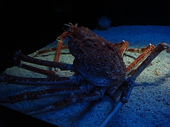 103 Toledo Zoo Light Show [2008 Dec 27]